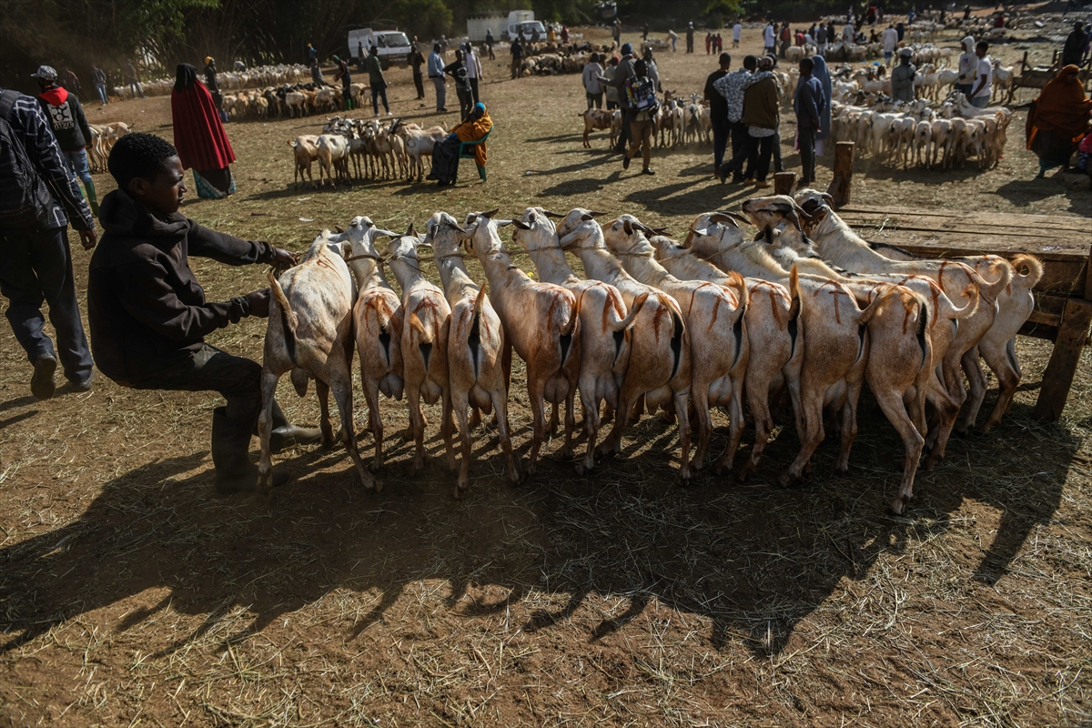 Kenya'da Kurban Bayramı hazırlıkları
