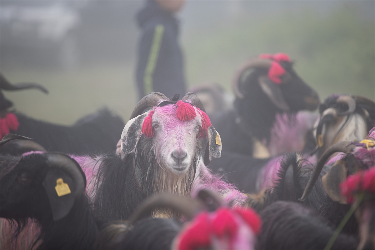 Sakarya'da besiciler geleneksel göçleri için 118'inci kez yola çıktı