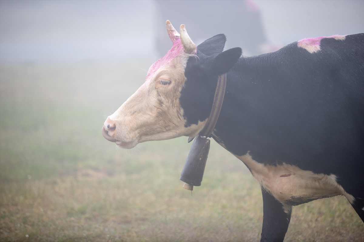 Sakarya'da besiciler geleneksel göçleri için 118'inci kez yola çıktı