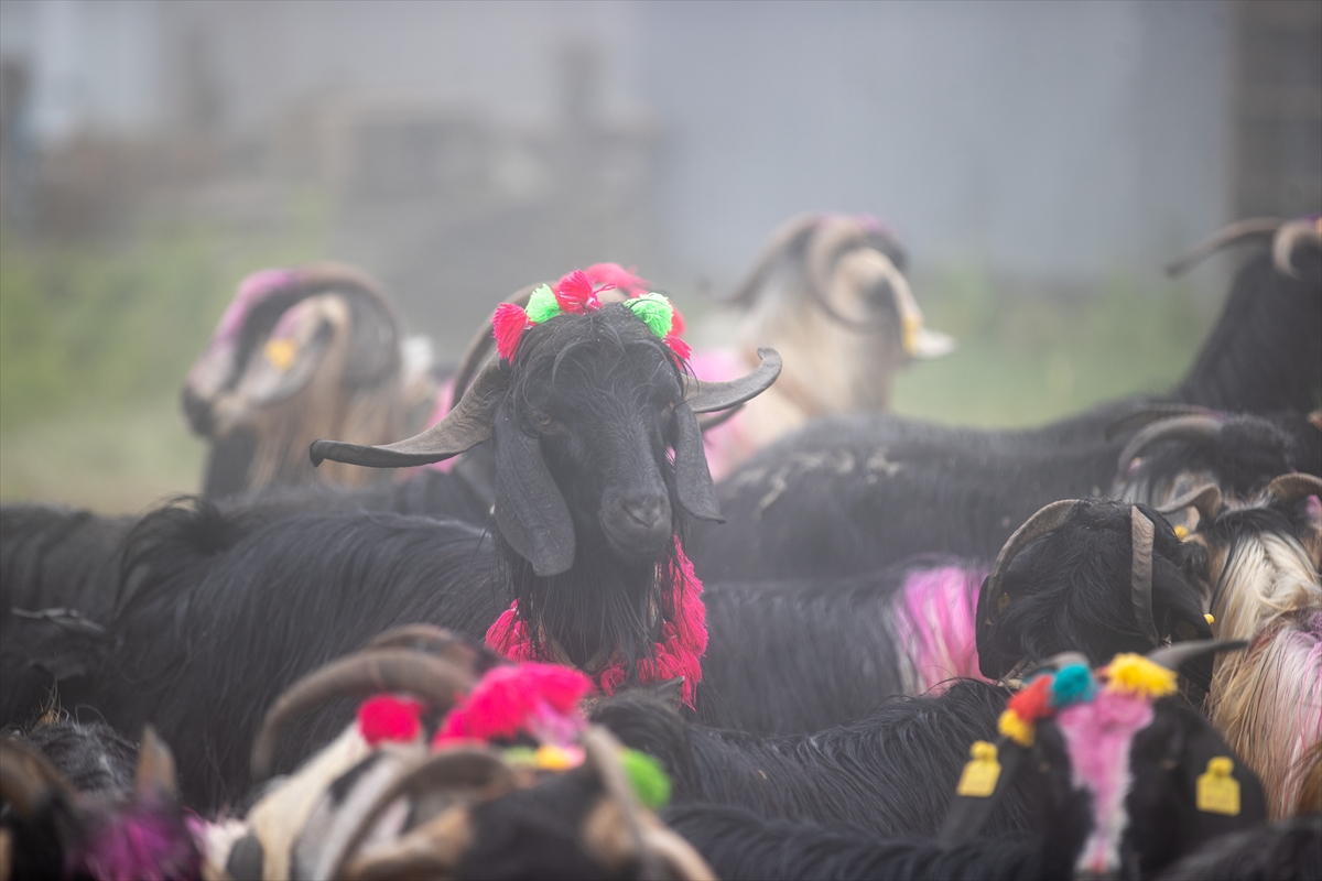 Sakarya'da besiciler geleneksel göçleri için 118'inci kez yola çıktı