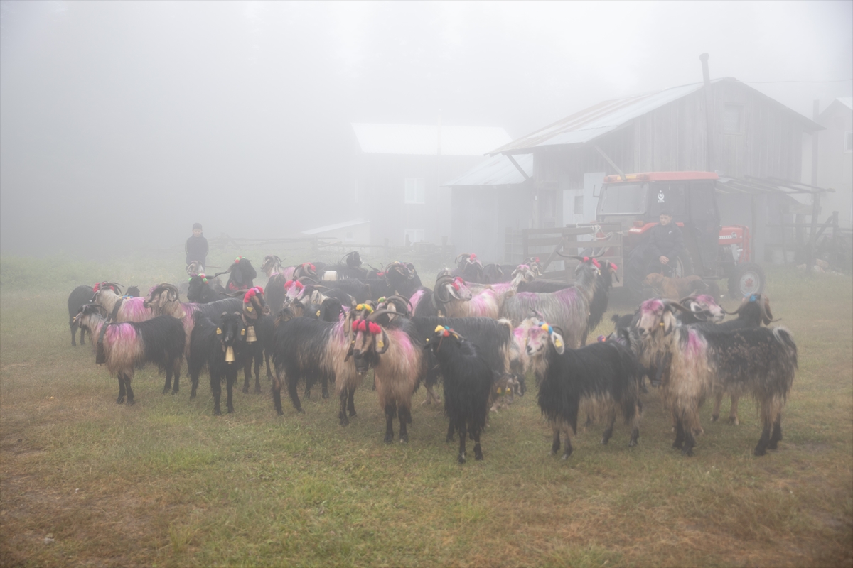 Sakarya'da besiciler geleneksel göçleri için 118'inci kez yola çıktı