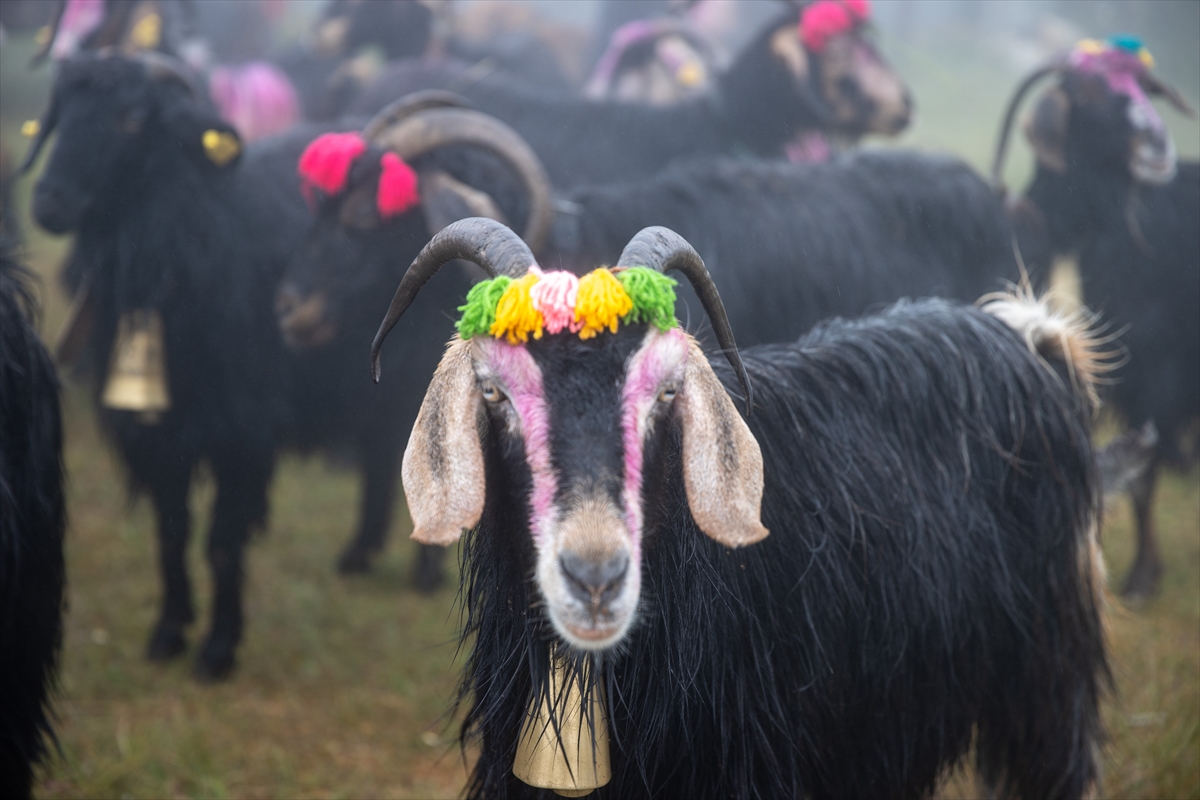 Sakarya'da besiciler geleneksel göçleri için 118'inci kez yola çıktı