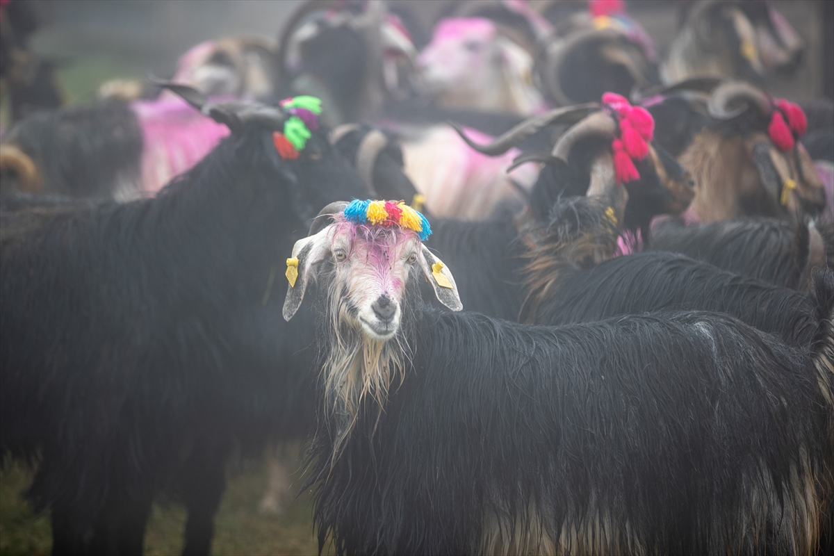 Sakarya'da besiciler geleneksel göçleri için 118'inci kez yola çıktı
