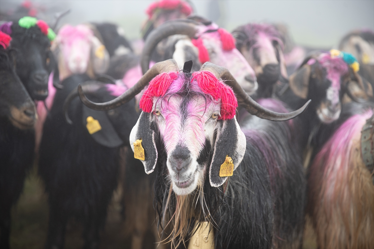 Sakarya'da besiciler geleneksel göçleri için 118'inci kez yola çıktı