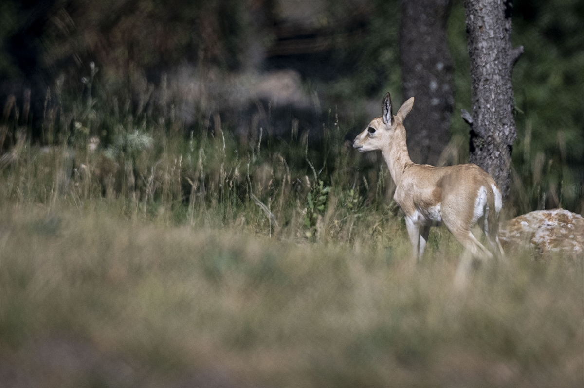 Yenidoğan ceylan yavruları Ankara'ya bahar getirdi