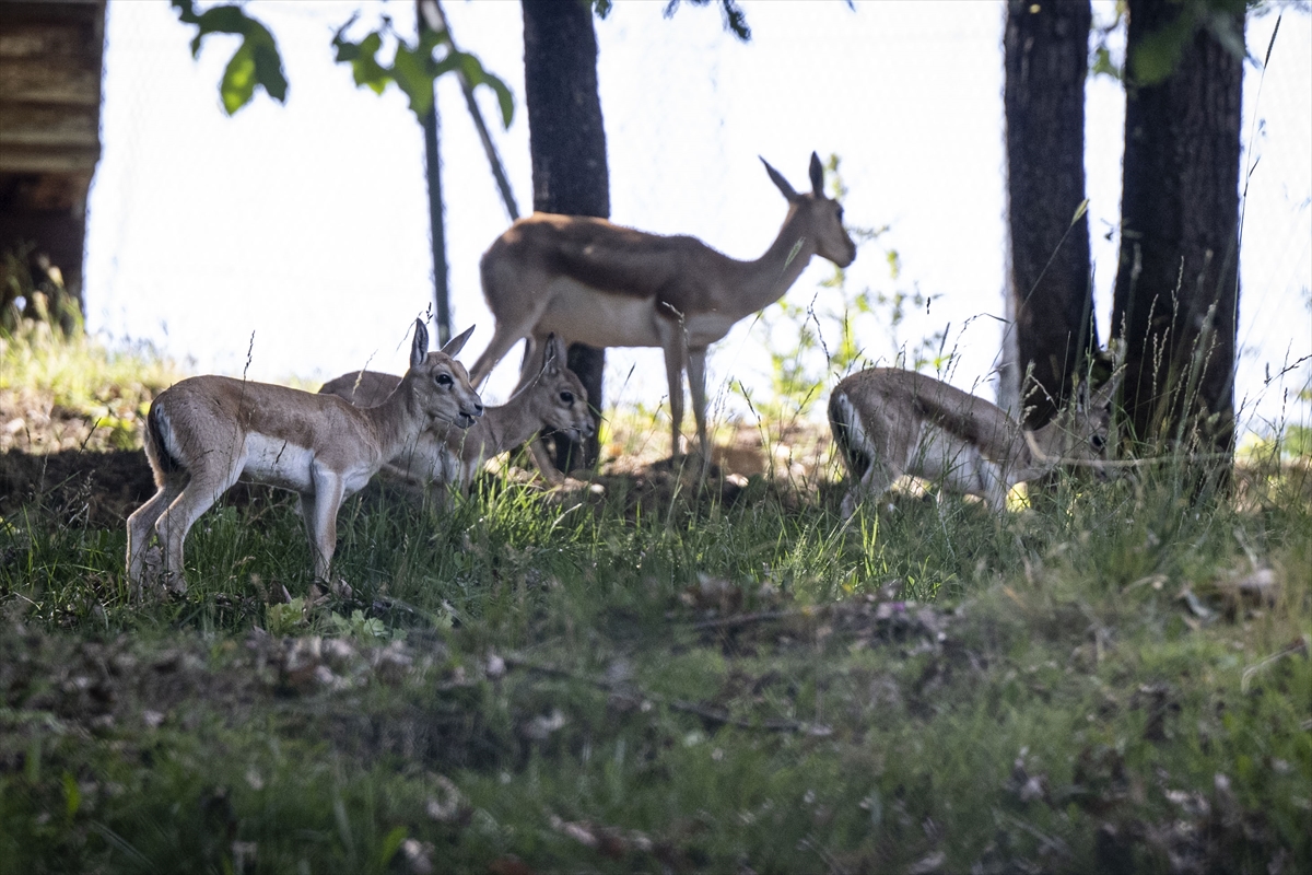 Yenidoğan ceylan yavruları Ankara'ya bahar getirdi