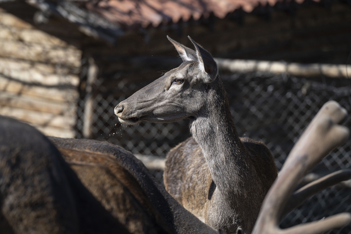Yenidoğan ceylan yavruları Ankara'ya bahar getirdi