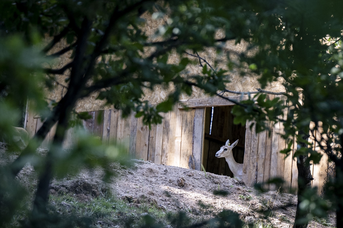 Yenidoğan ceylan yavruları Ankara'ya bahar getirdi