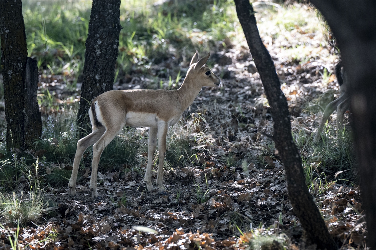 Yenidoğan ceylan yavruları Ankara'ya bahar getirdi