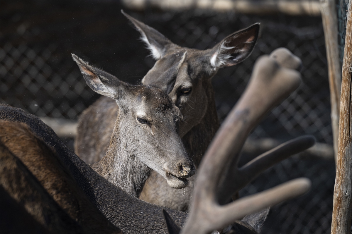 Yenidoğan ceylan yavruları Ankara'ya bahar getirdi