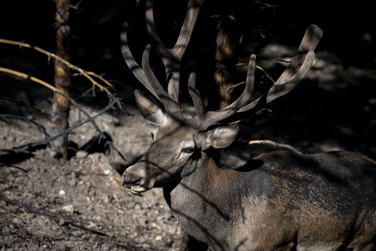 Yenidoğan ceylan yavruları Ankara'ya bahar getirdi