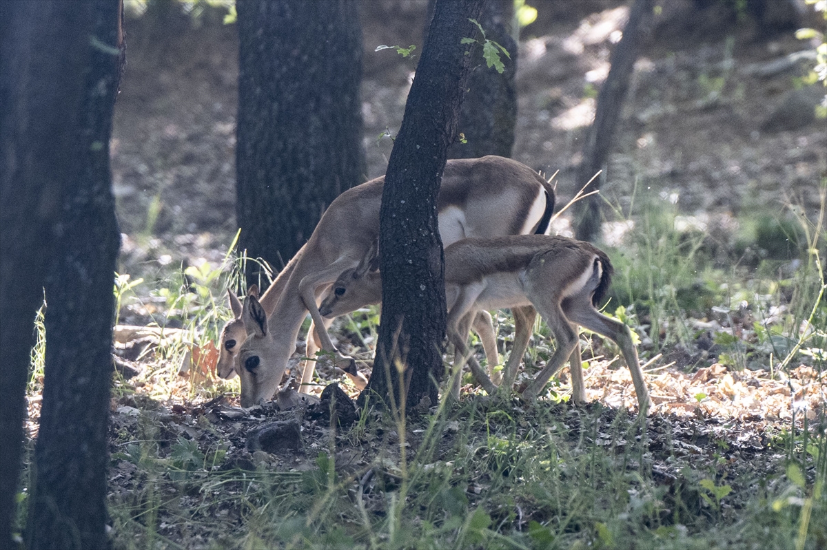 Yenidoğan ceylan yavruları Ankara'ya bahar getirdi