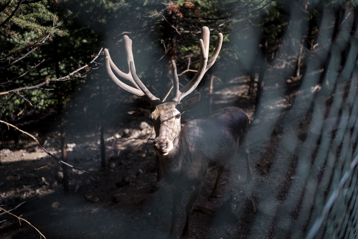Yenidoğan ceylan yavruları Ankara'ya bahar getirdi