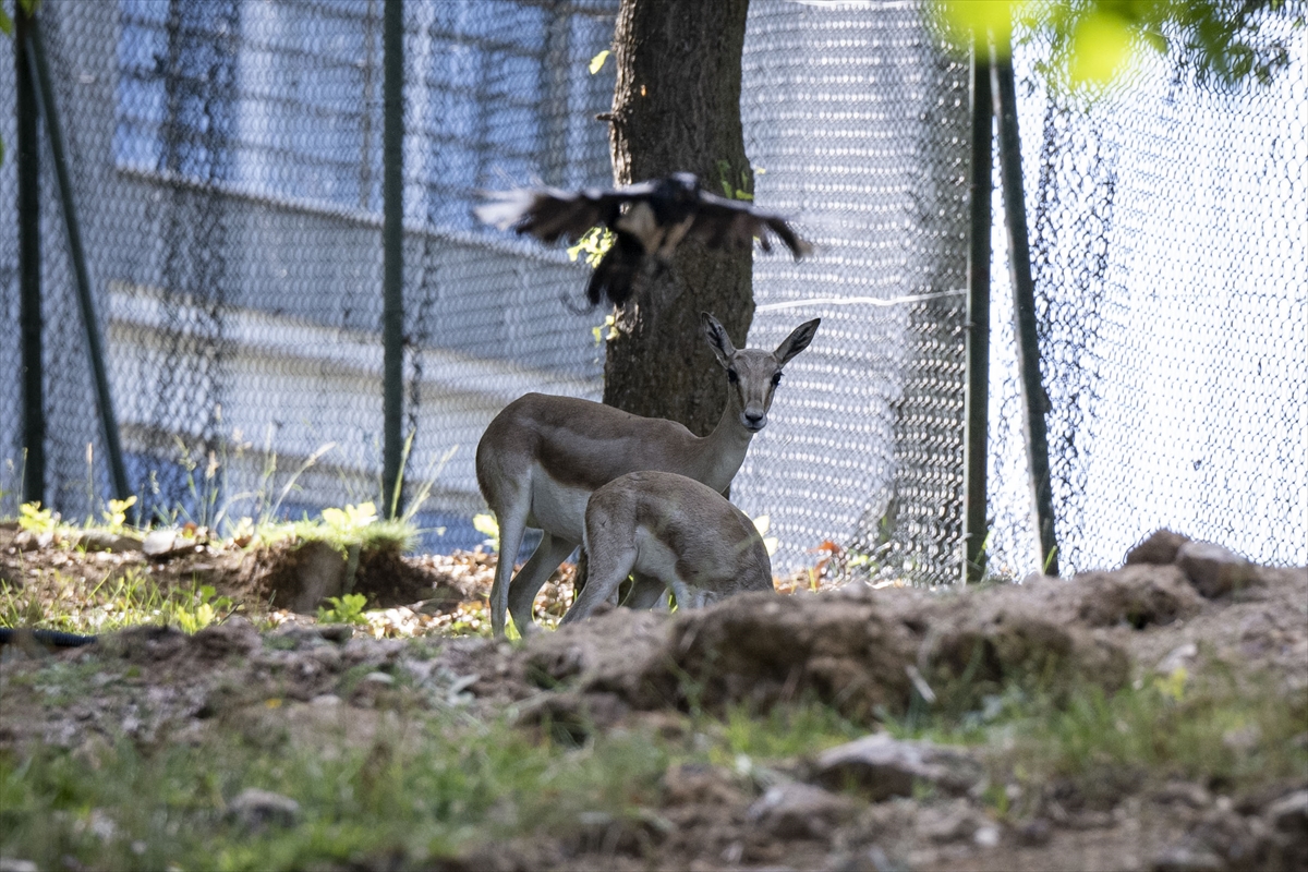Yenidoğan ceylan yavruları Ankara'ya bahar getirdi