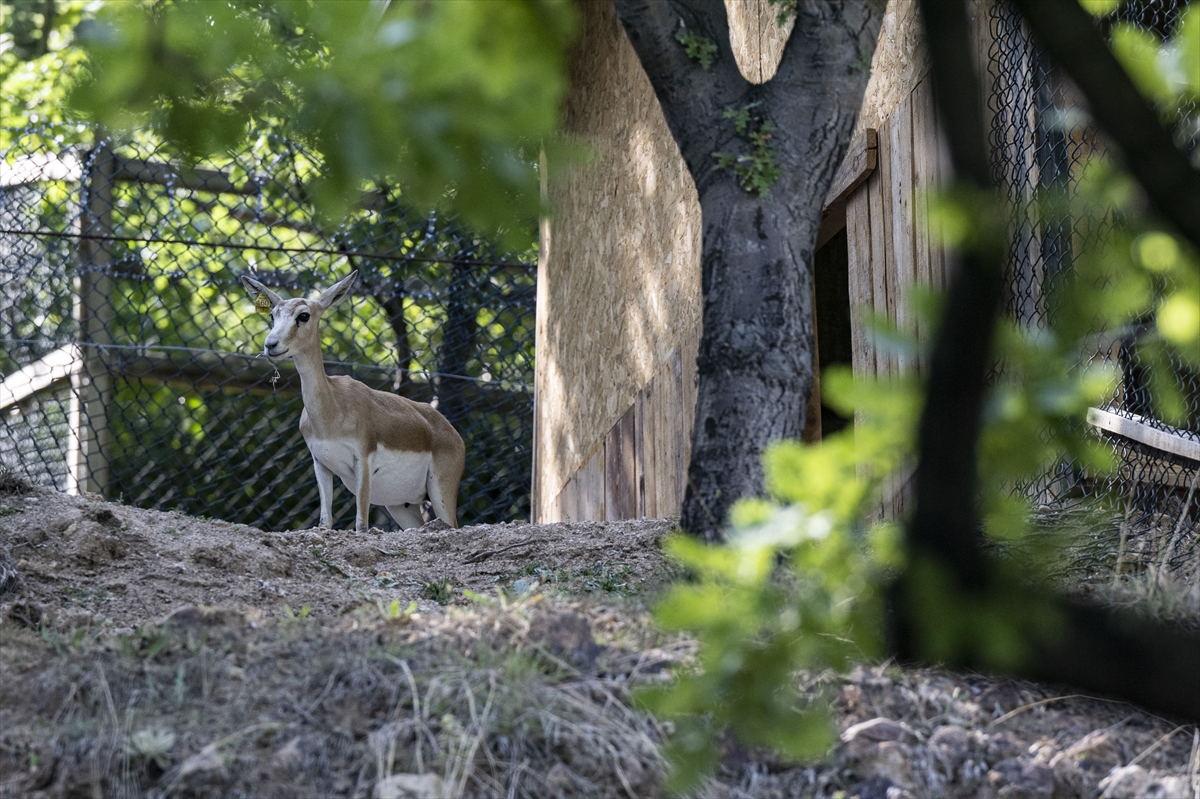 Yenidoğan ceylan yavruları Ankara'ya bahar getirdi