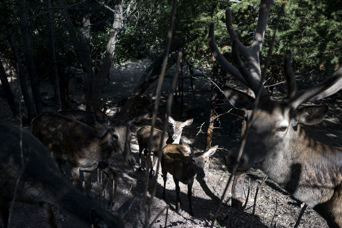 Yenidoğan ceylan yavruları Ankara'ya bahar getirdi