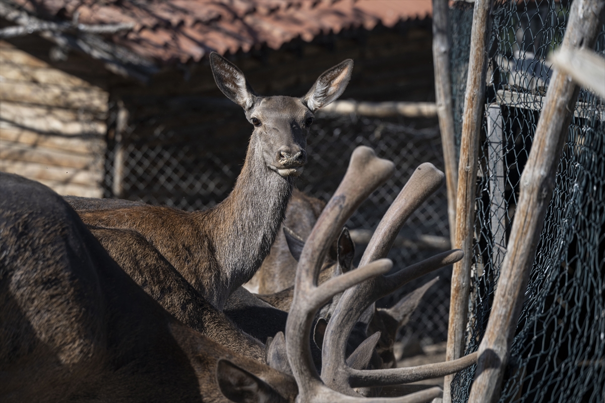 Yenidoğan ceylan yavruları Ankara'ya bahar getirdi