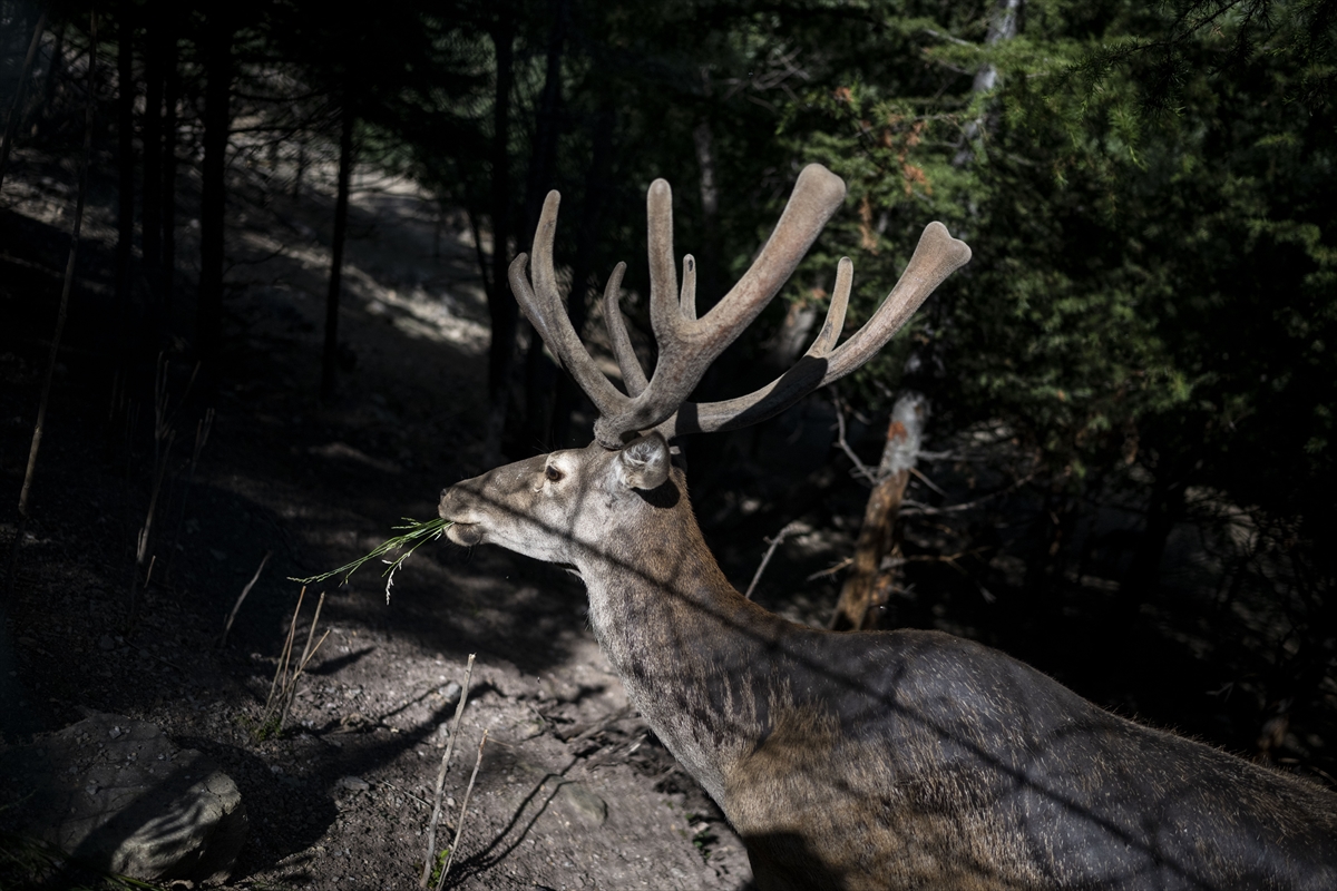 Yenidoğan ceylan yavruları Ankara'ya bahar getirdi