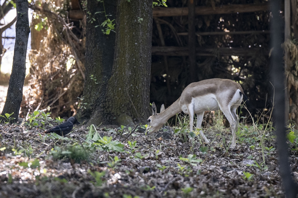 Yenidoğan ceylan yavruları Ankara'ya bahar getirdi