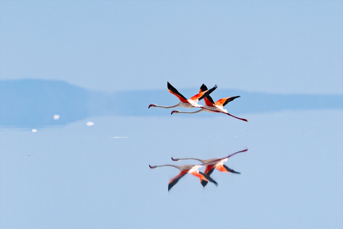 Tuz Gölü’ndeki su çekildi, flamingolar azaldı
