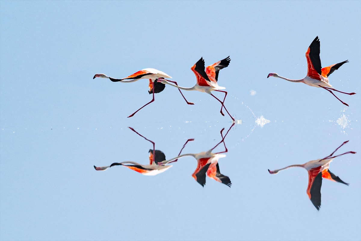 Tuz Gölü’ndeki su çekildi, flamingolar azaldı
