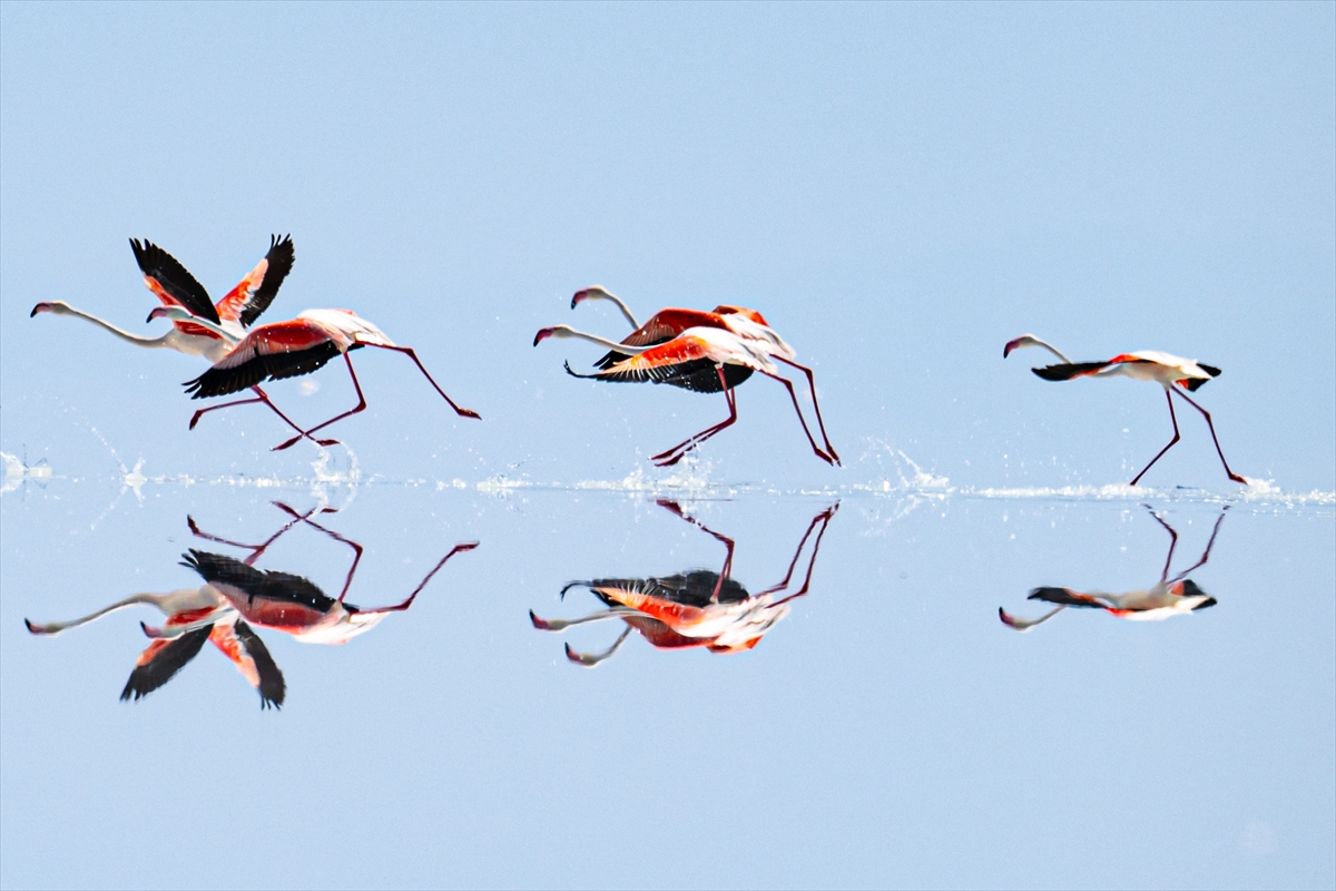 Tuz Gölü’ndeki su çekildi, flamingolar azaldı