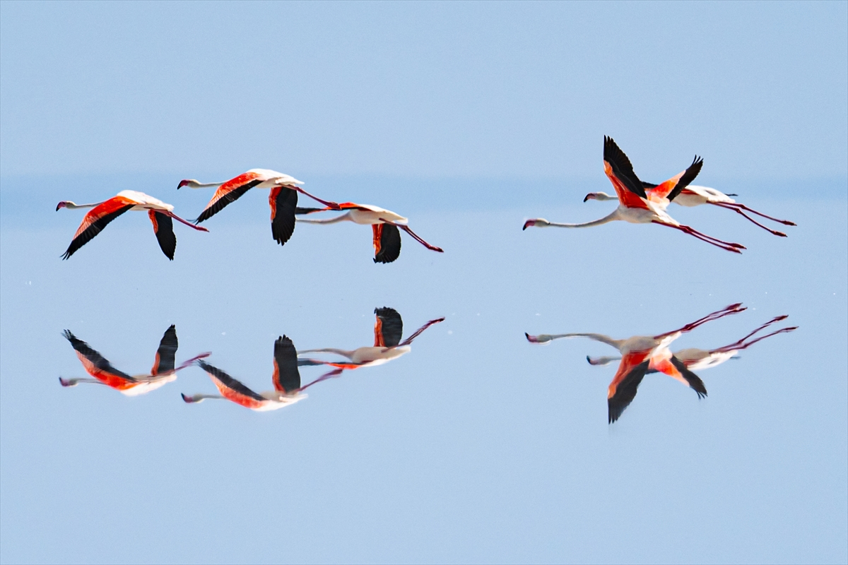 Tuz Gölü’ndeki su çekildi, flamingolar azaldı