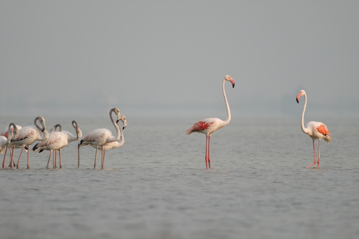 Adana'daki Akyatan Lagünü'nde flamingo şöleni
