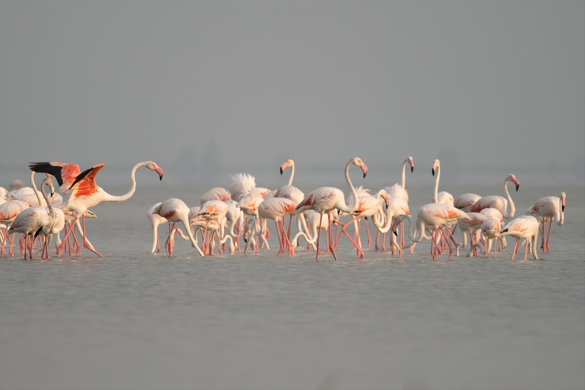 Adana'daki Akyatan Lagünü'nde flamingo şöleni