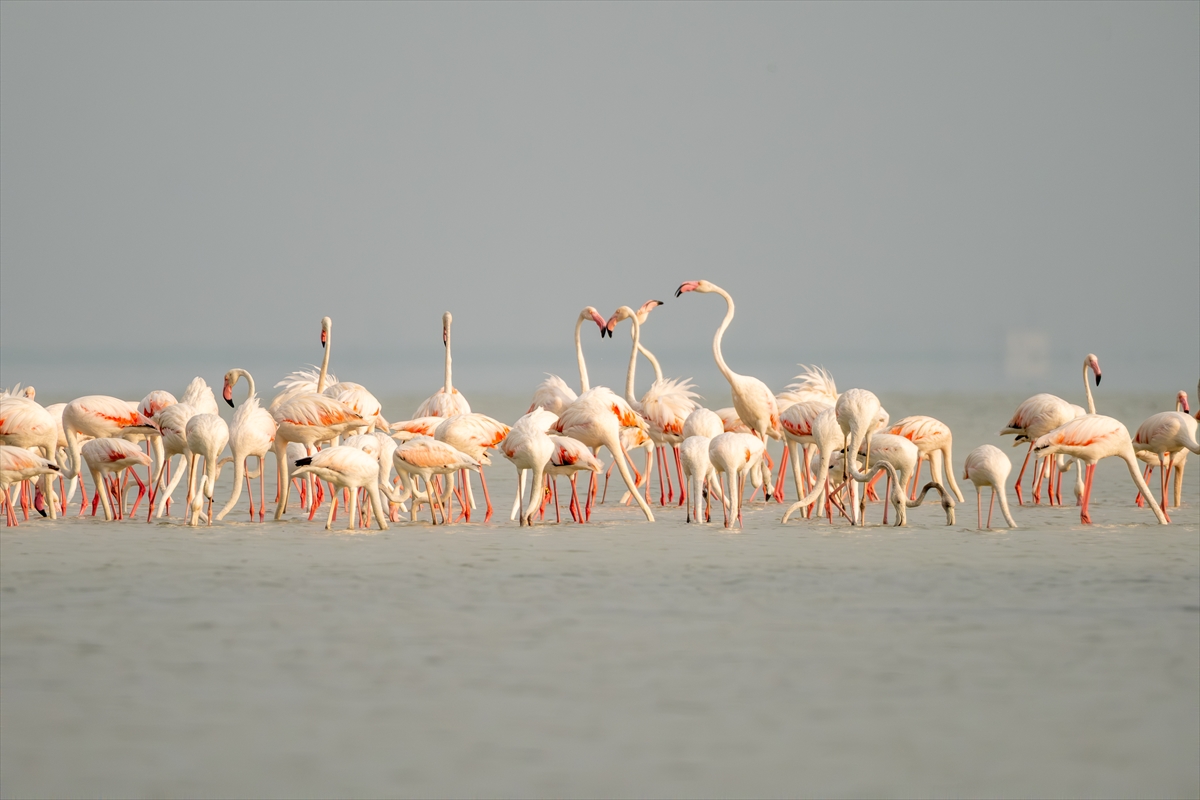 Adana'daki Akyatan Lagünü'nde flamingo şöleni