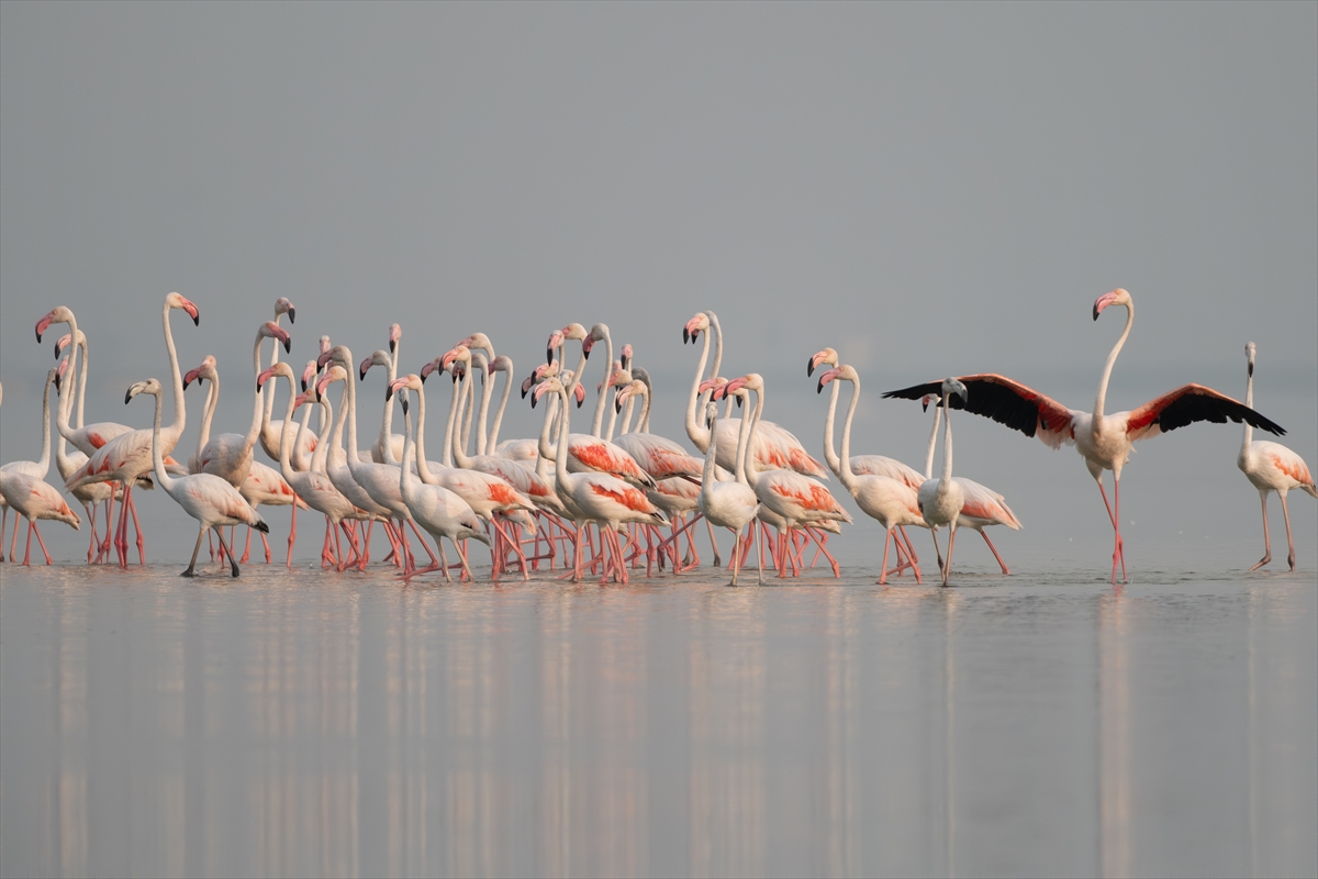 Adana'daki Akyatan Lagünü'nde flamingo şöleni