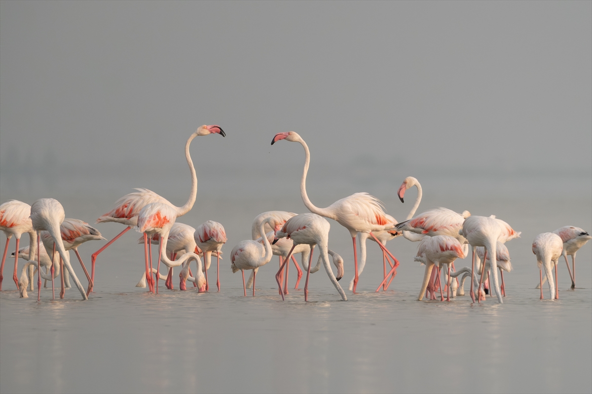 Adana'daki Akyatan Lagünü'nde flamingo şöleni