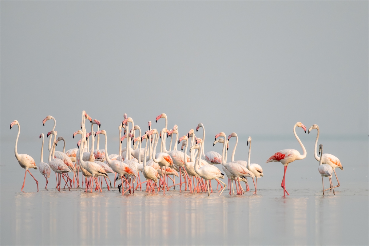 Adana'daki Akyatan Lagünü'nde flamingo şöleni