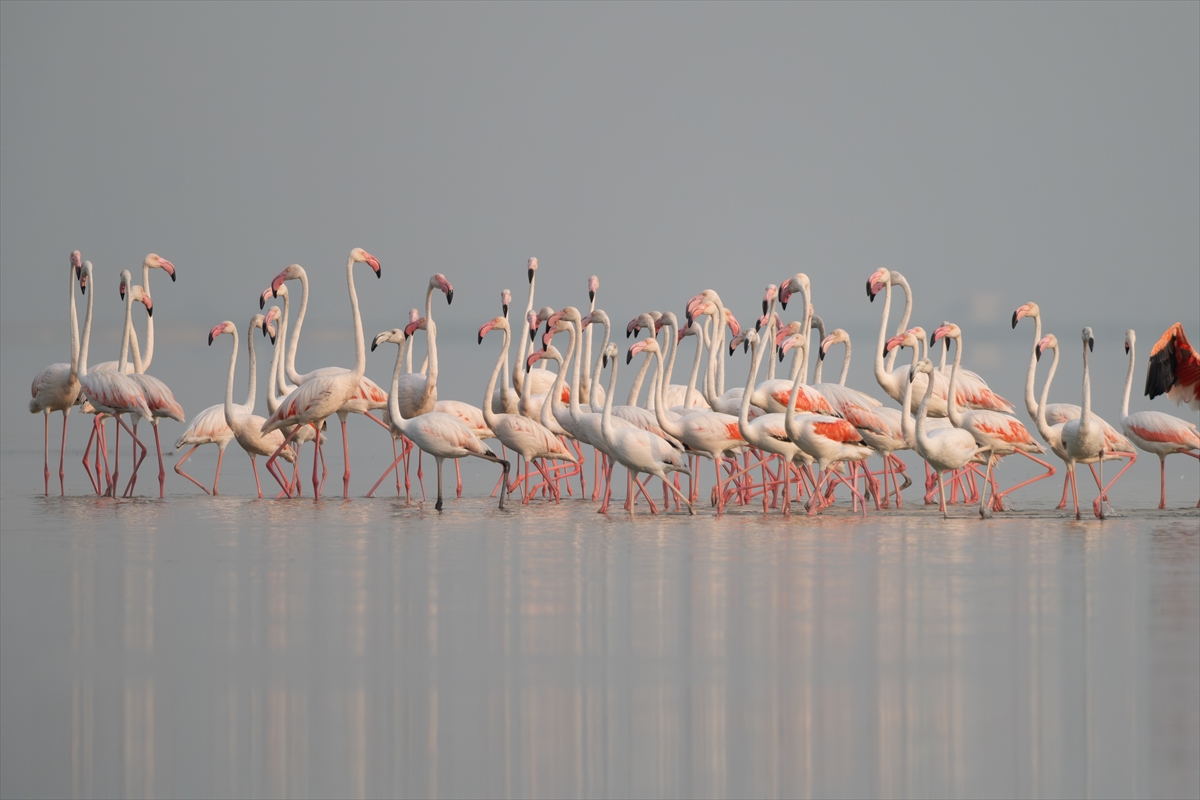 Adana'daki Akyatan Lagünü'nde flamingo şöleni