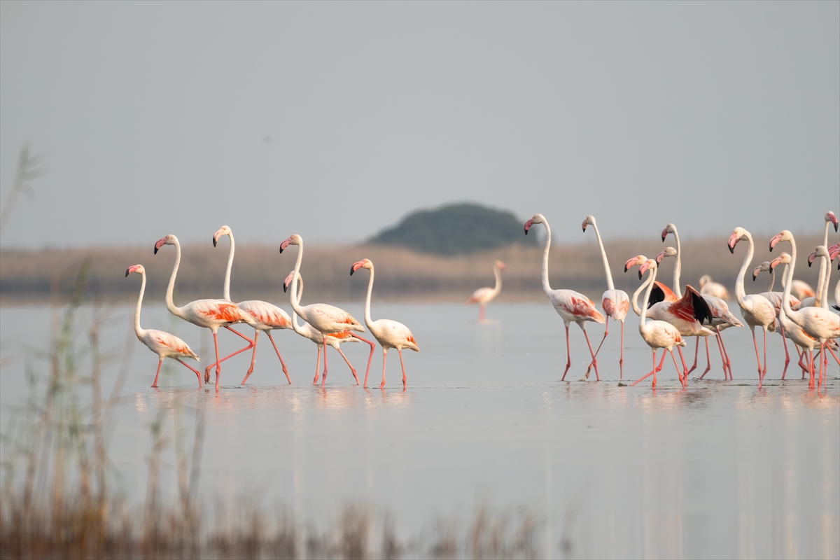 Adana'daki Akyatan Lagünü'nde flamingo şöleni