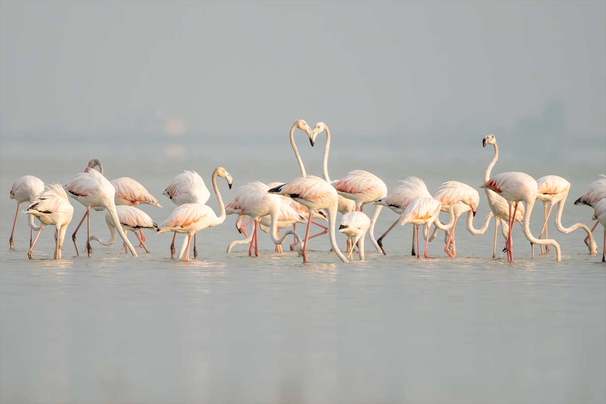 Adana'daki Akyatan Lagünü'nde flamingo şöleni