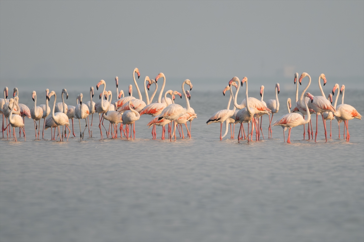 Adana'daki Akyatan Lagünü'nde flamingo şöleni