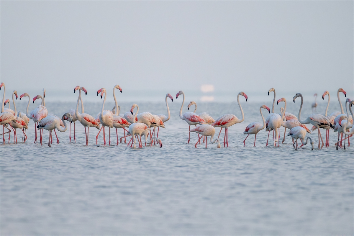 Adana'daki Akyatan Lagünü'nde flamingo şöleni