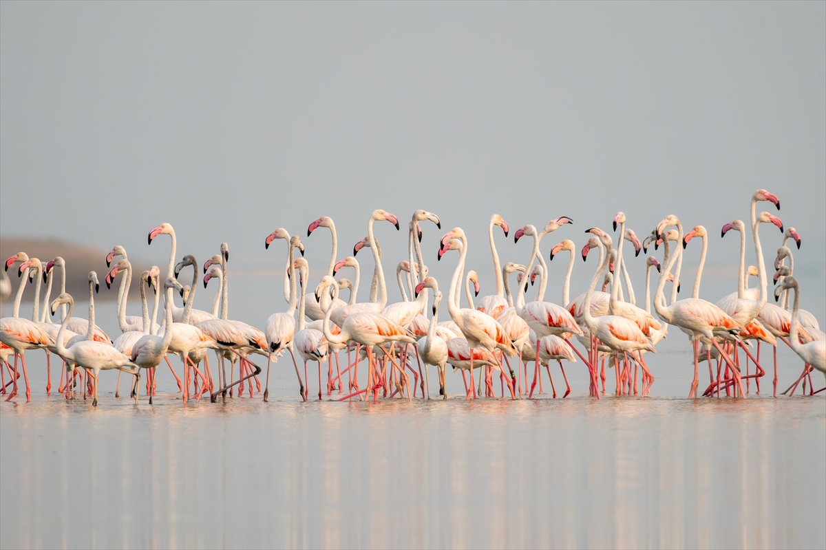 Adana'daki Akyatan Lagünü'nde flamingo şöleni