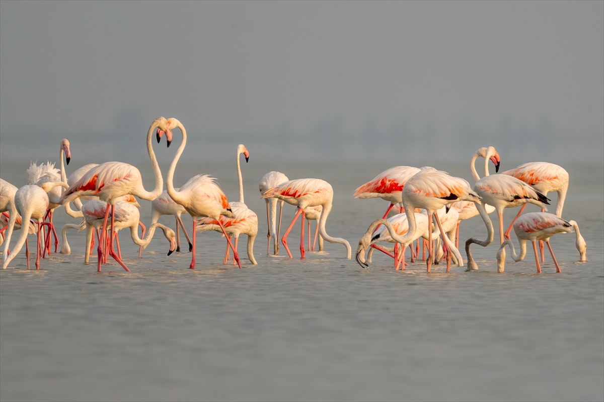 Adana'daki Akyatan Lagünü'nde flamingo şöleni