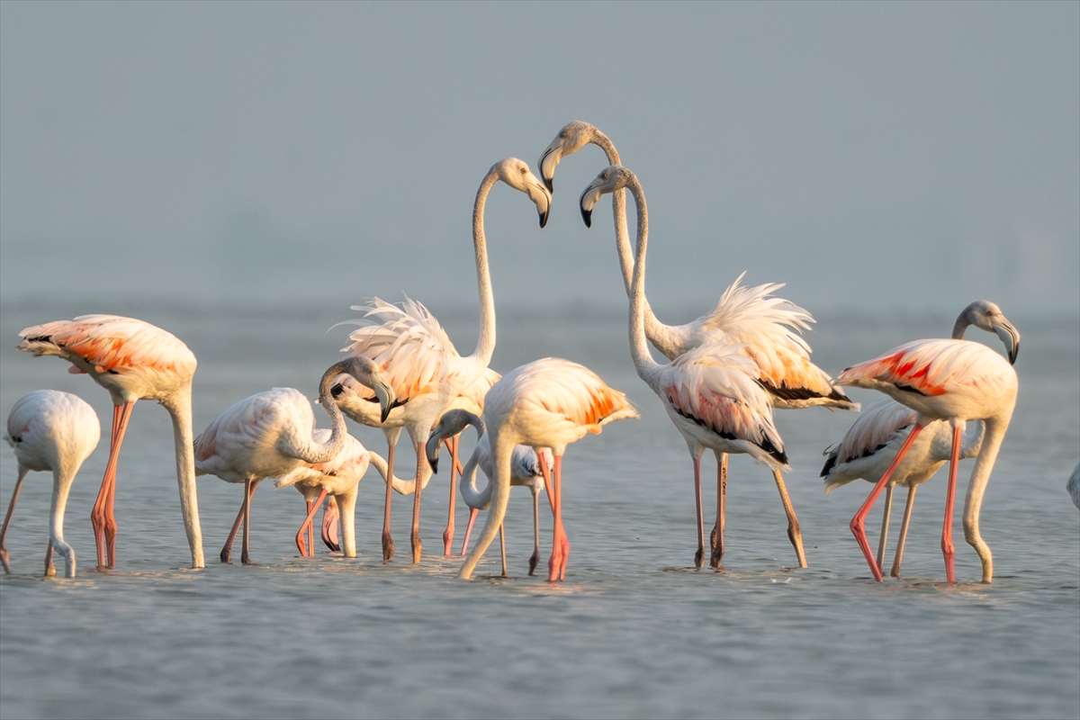 Adana'daki Akyatan Lagünü'nde flamingo şöleni