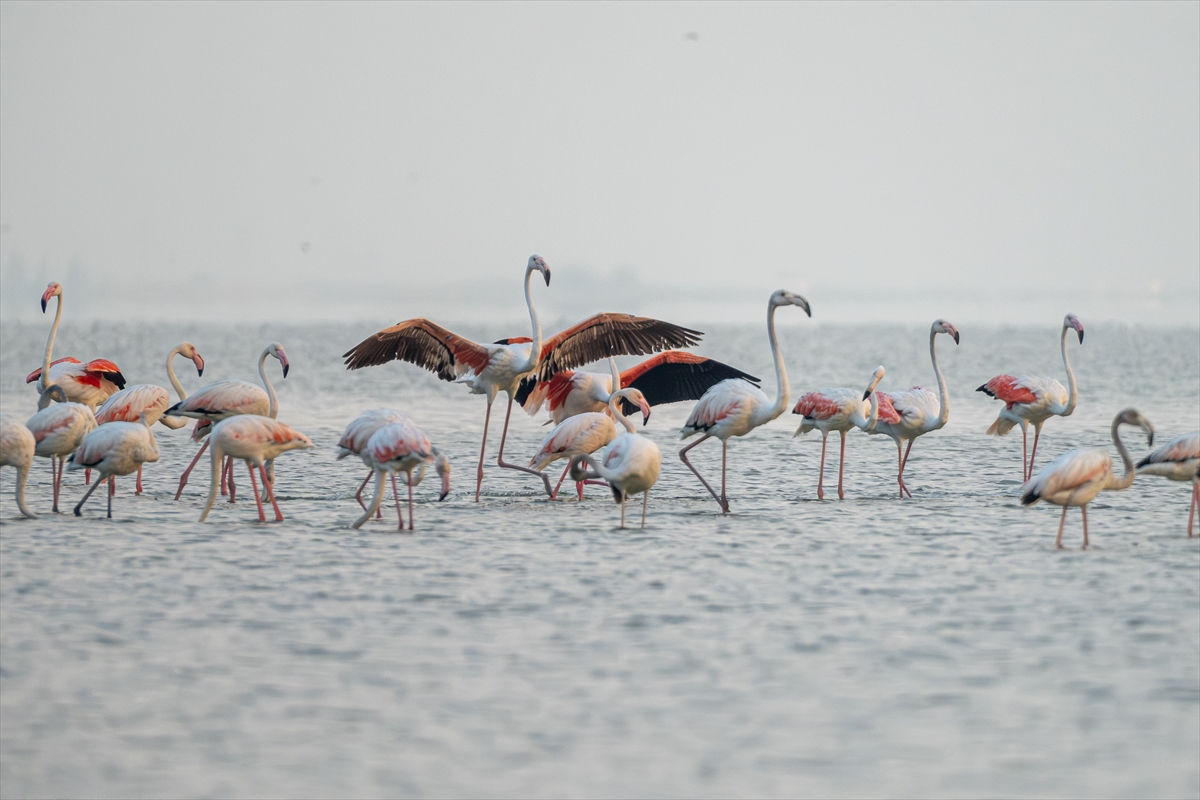 Adana'daki Akyatan Lagünü'nde flamingo şöleni