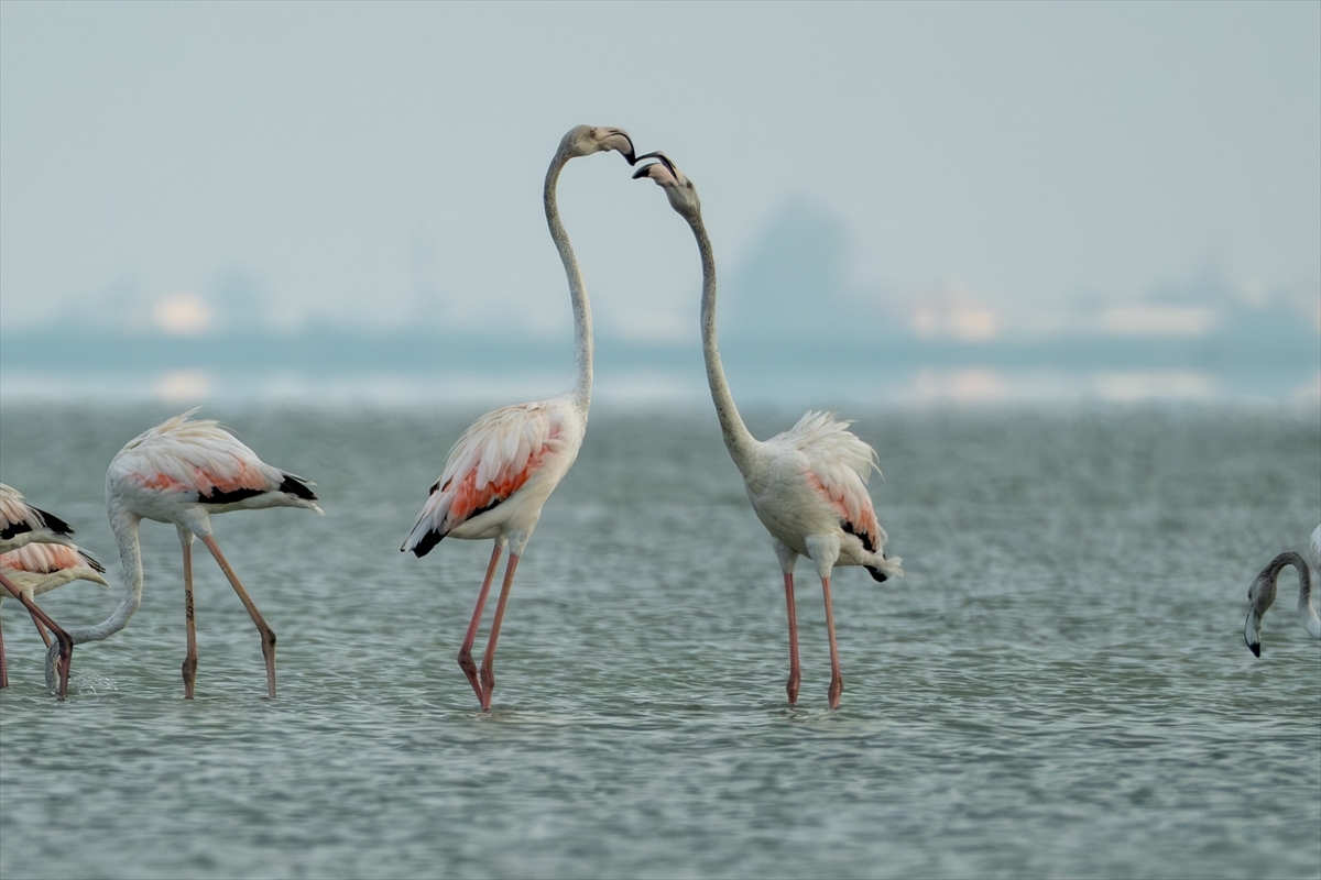 Adana'daki Akyatan Lagünü'nde flamingo şöleni
