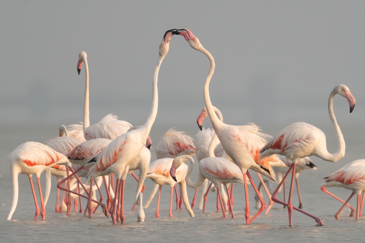 Adana'daki Akyatan Lagünü'nde flamingo şöleni