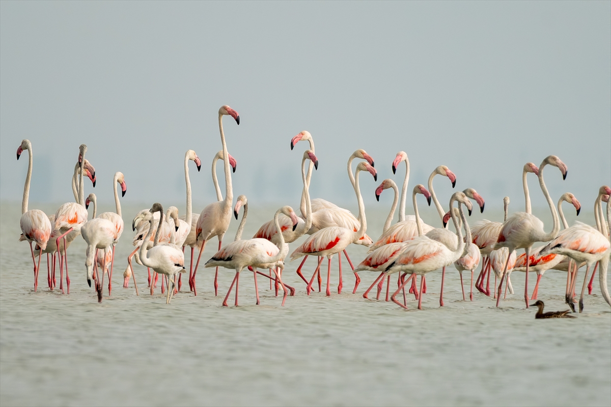 Adana'daki Akyatan Lagünü'nde flamingo şöleni
