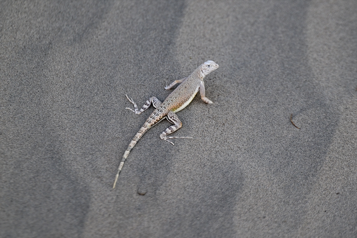 ABD'nin Ölüm Vadisi’nde sıcaklıklar 46 dereceyi aştı