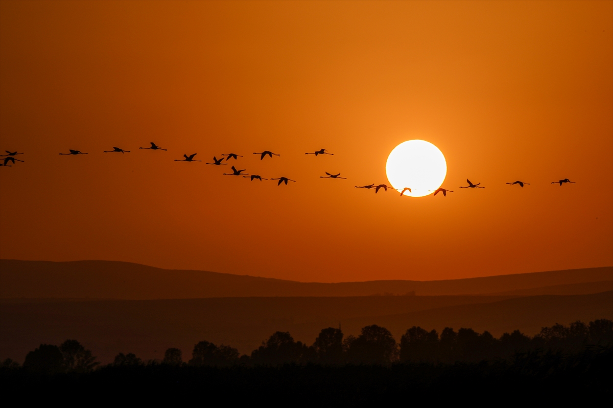 Van Gölü Havzası'nın misafirleri: Flamingolar