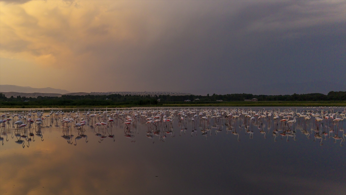 Van Gölü Havzası'nın misafirleri: Flamingolar