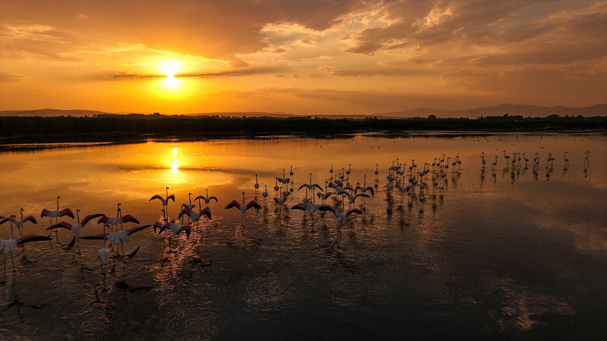 Van Gölü Havzası'nın misafirleri: Flamingolar
