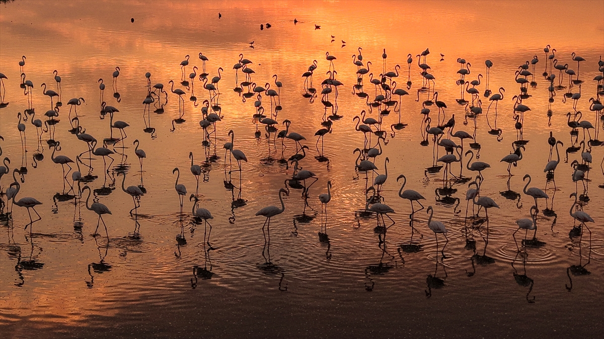 Van Gölü Havzası'nın misafirleri: Flamingolar